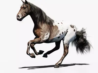 Appaloosa animated 3D model