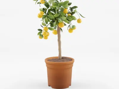 Collection of Citrus Houseplant - 7 Models