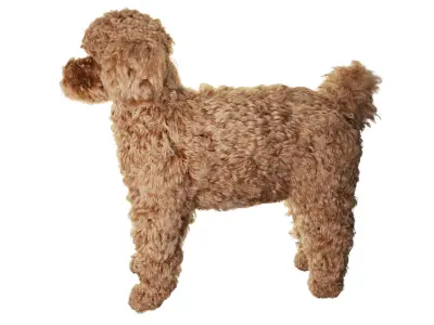 Poodle dog puppy 3D model