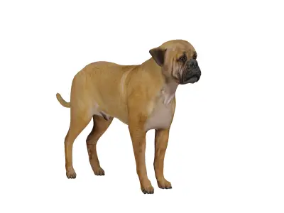 English Mastiff Dog Low-poly 3D model