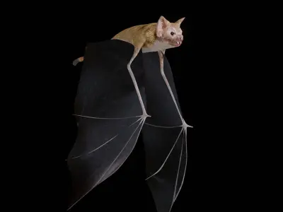 Vampire Bat Low-poly 3D model