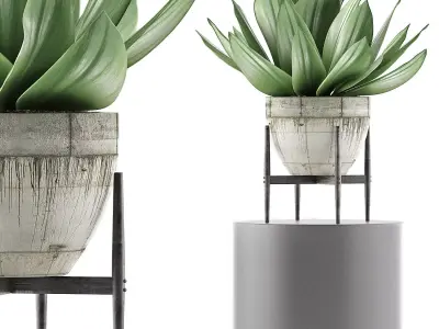 Plants Collection 109 3D model