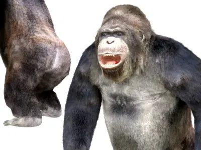 Gorilla Animated blender  Low-poly 3D model