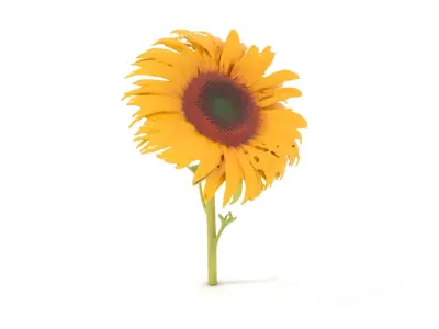 Golden Sunflower model pack Low-poly 3D model