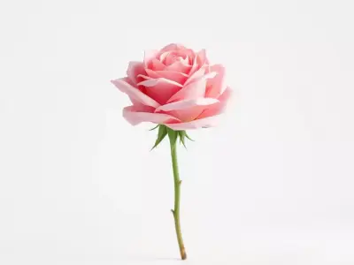 Elegant Pink Rose model pack Low-poly 3D model