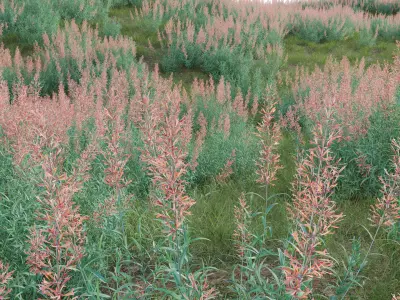 Agastache rupestris - Sunset Hyssop 3D model