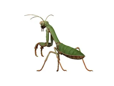 Praying Mantis Low-poly 3D model