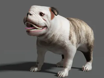bulldog Low-poly 3D model
