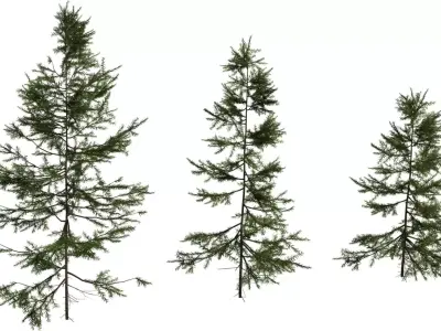 Photorealistic Pine Tree 3D Model Pack Low-poly 3D model