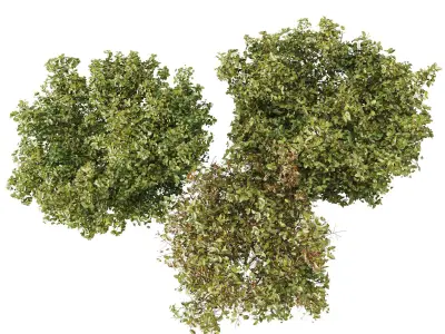 HQ Tree and bush garden box outdoor VOL 34 3D model