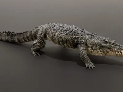 Crocodile Animated UNREAL project  Maya base rig 3D model