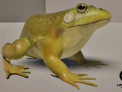 Bullfrog Animated 3D model