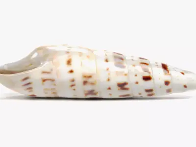 -Seashell V3- 3D model