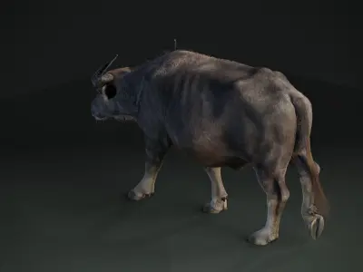 Asian buffalo - Water buffalo Animated 3D model