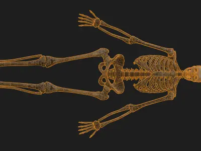 Next Gen Skeleton Real Time Game Ready Animated Low-poly 3D model