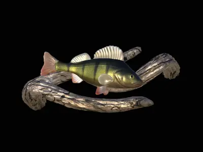 PERCH UNDERWATER STATUE ON THE WALL DETAILED TEXTURE 3D print model
