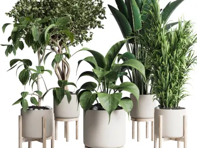 set indoor plant 294 ficus palm ravenala wooden vase Low-poly 3D model