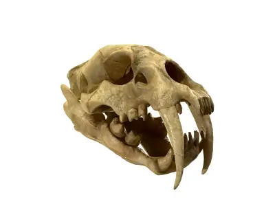 SaberTooth Skull Low-poly 3D model