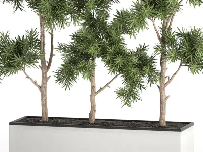 Decorative trees in a white flowerpots 760 3D model