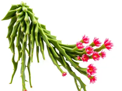 Vibrant Cactus Bloom model pack Low-poly 3D model