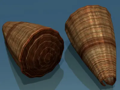 Conus shell low poly Low-poly 3D model