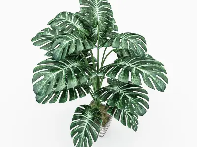 Monstera Leaves 3D Model Low-poly 3D model