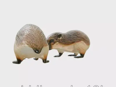 Nutria Social Interaction Realistic Model Low-poly 3D model