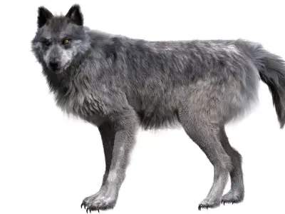 Wolf 3dmodel Animated Rigged 3D model