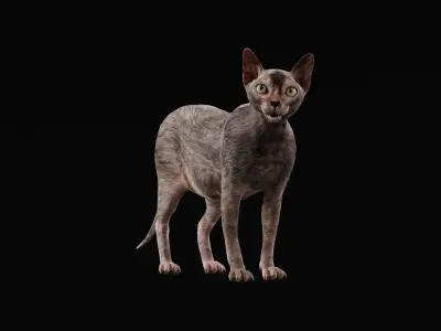 Lykoi Wolf Cat Low-poly 3D model