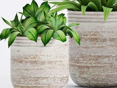 Decorative plant set-11 3D model