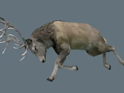 Deer Rig Low-poly 3D model