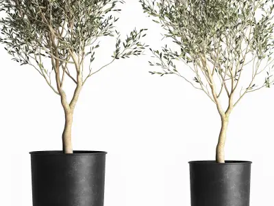 Olive tree in a flowerpot for the interior 967 3D model