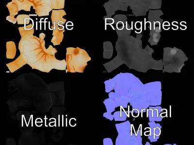 Embryo Model Pack with Detailed Anatomy Low-poly 3D model