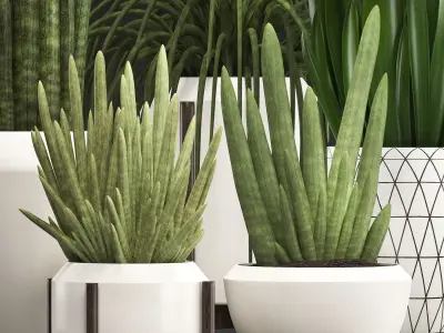 Collection of Exotic plants Sansevieria  3D model