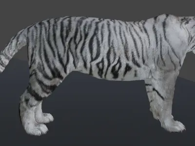White Tiger with Fur Male 3D 3D model