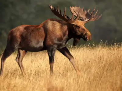 Moose Male Animated 3D model