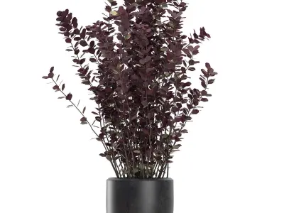 Barberry Thunberg in a black pot for the interior 698 3D model