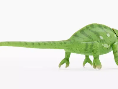 -Flap Necked Chameleon - Chamaeleo Dilepis- 3D model