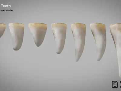 Crocodile teeth 7 pieces PBR Low-poly 3D model