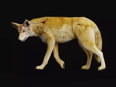 Red Wolf Canine Animal 3D model