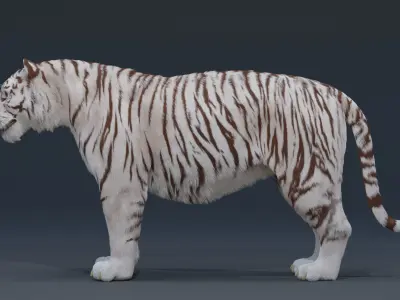 Tiger 3D model Low-poly 3D model buy