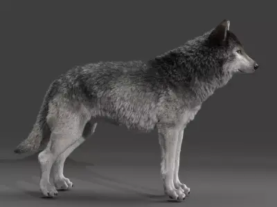 Wolf hair making 3D model