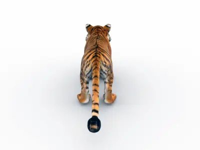 Bengal Tiger 3D Model  3D model