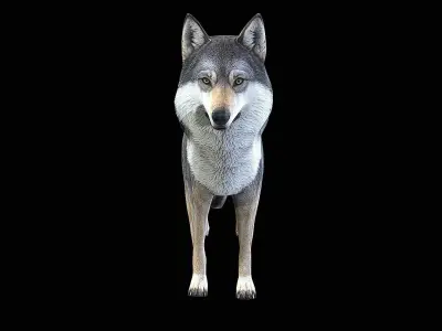 awesome wolf 3D model