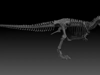 Dinosaur  Tyrannosaurus Rex Complete Skeletons TREX Adult SUE 3D model