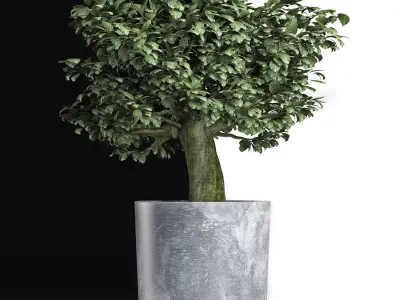 Plants Collection 146 Sageretia Theezans 3D model