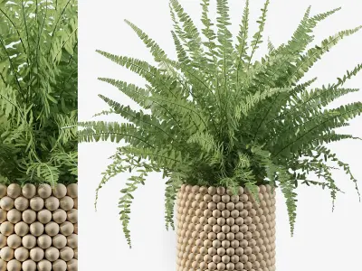 Fern collections for interiors