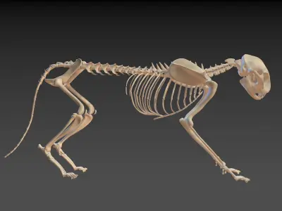 Cat Skeleton 2in1 3D model