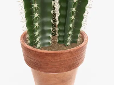 Cactus in planter pot 01 3D model