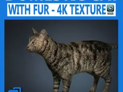 Domestic Cat with Fur 3D model